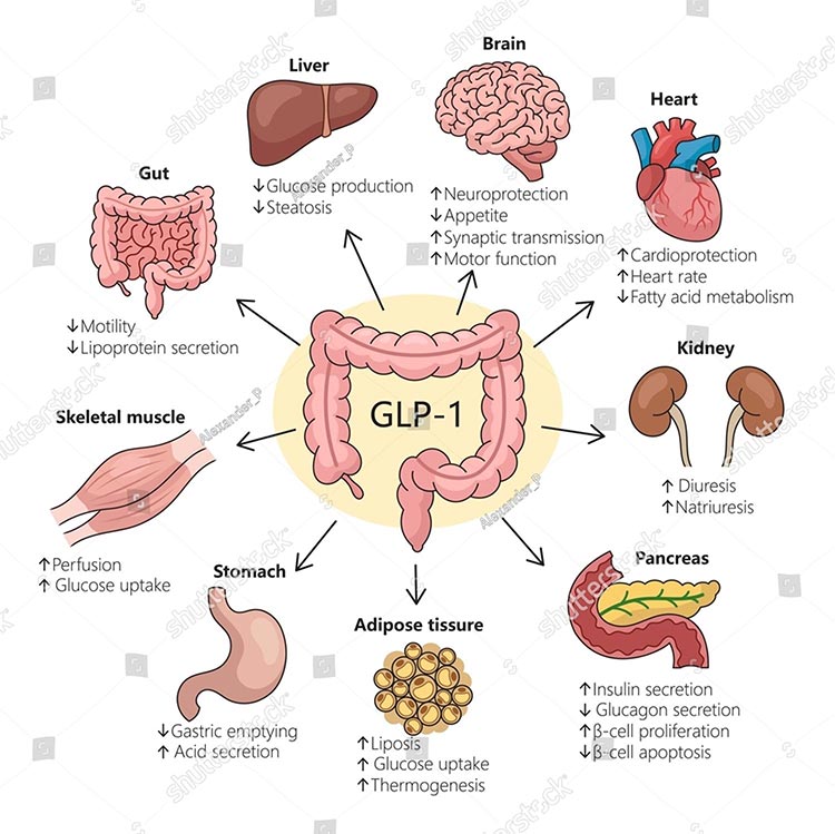 GLP-1 Illustration
